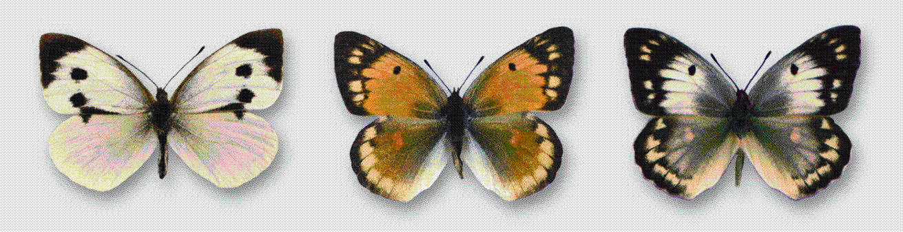 "Бабочки-белянки. Капустница. Желтушка ракитниковая ф. оранжевая. Желтушка ракитниковая ф. белая."