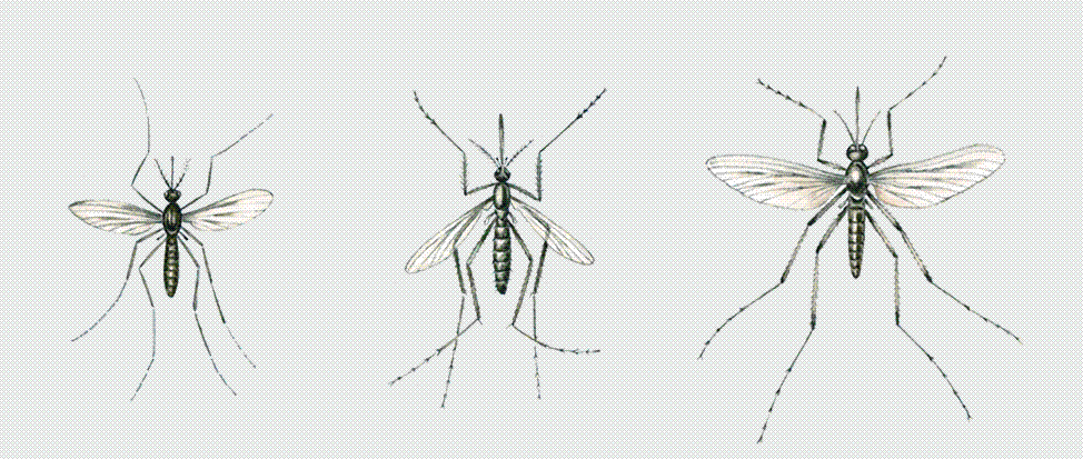 "Кровососущие комары: комар-пискун, кусака двуполосый, комар жгучий."