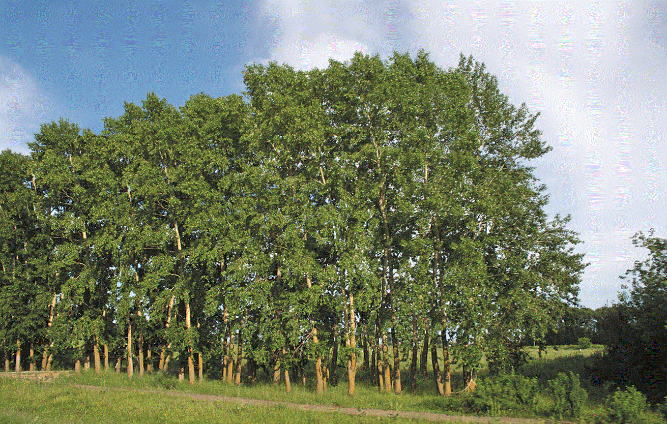 "Тополевый лес. Чебоксарский район. Фото 2011."